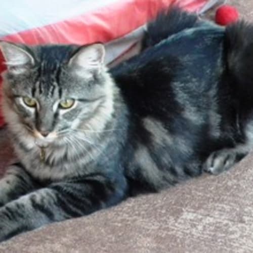 No photo for Mason (C1543) **Adoption Pending**