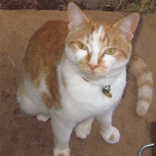 No photo for Tommy (C963)*Adopted*