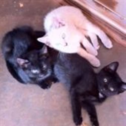 No photo for Moses (C1469)*Adopted*