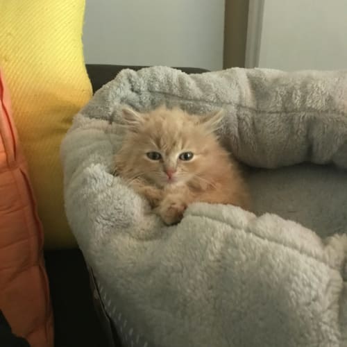 Wookie 7 weeks old