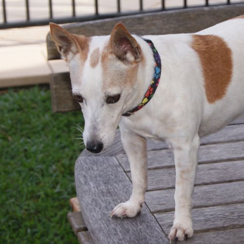 Roxie ~ 9yo Fox Terrier x (on trial 28/05/17)