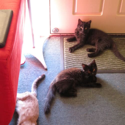 No photo for **Adoption Pending** Lilian