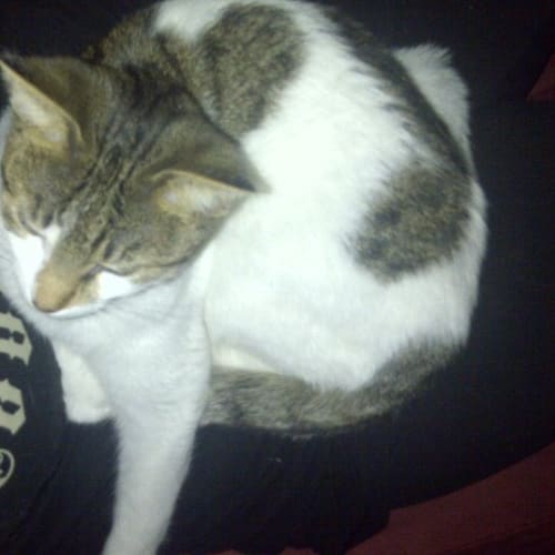 No photo for ** Adoption Pending ** Angelica