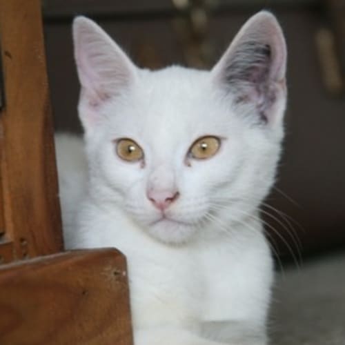 No photo for Sherbert