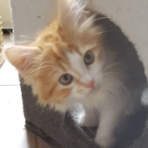 Bob *2nd Chance Cat Rescue*