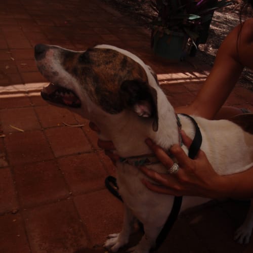 No photo for River *Adoption Pending*