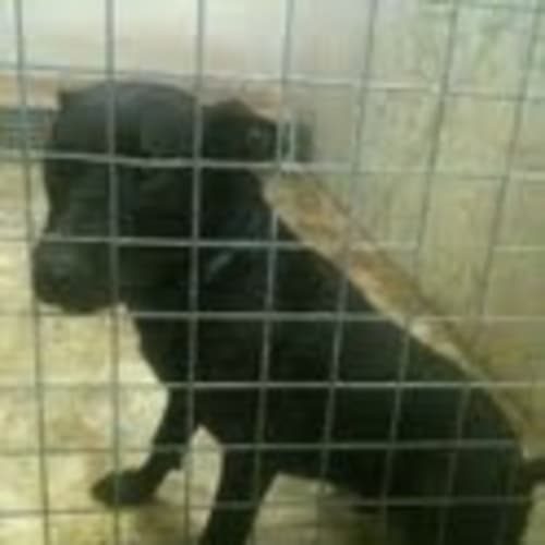 No photo for Diesel *Adoption Pending*