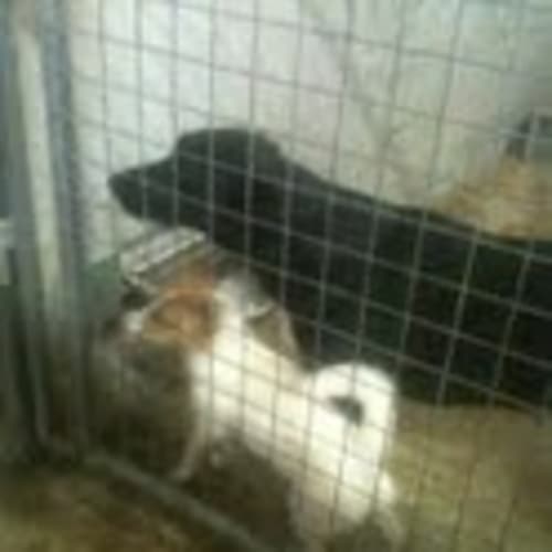 Gigi * Adoption Pending*