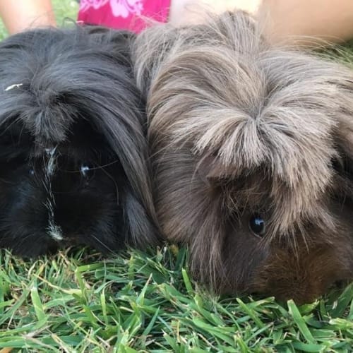 Spike and Apollo
