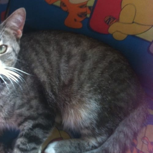 No photo for **Adoption Pending** Marmaduke