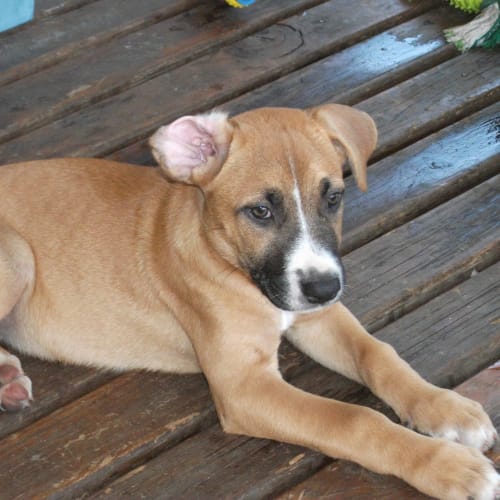 No photo for Puppies 4females & 4males