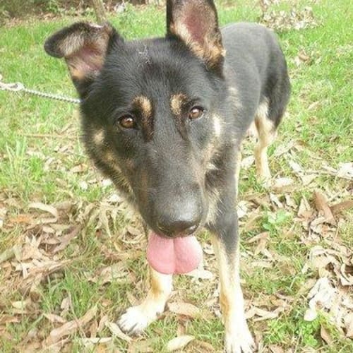 No photo for Jet Is On Trial With His New Family