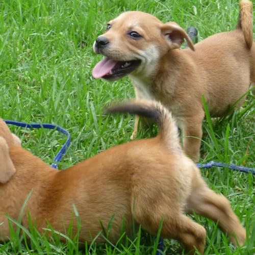 No photo for Red On Hold Pending Adoption