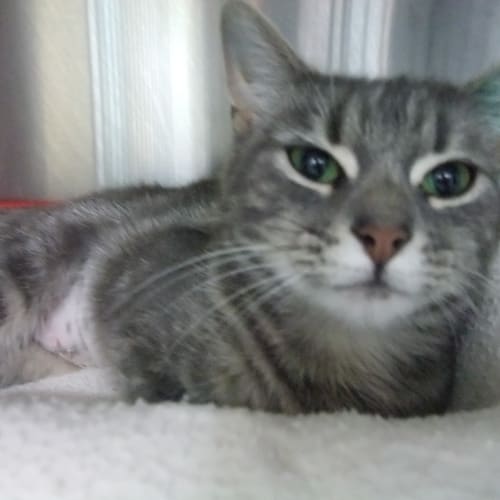"Francine" C09175