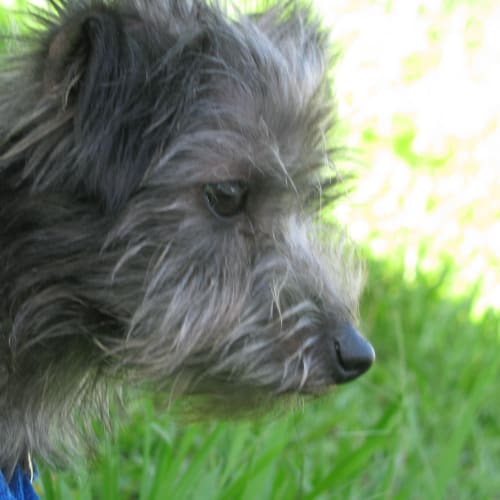Alfie