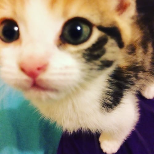 "Peanut" **Reduced Adoption Fee**