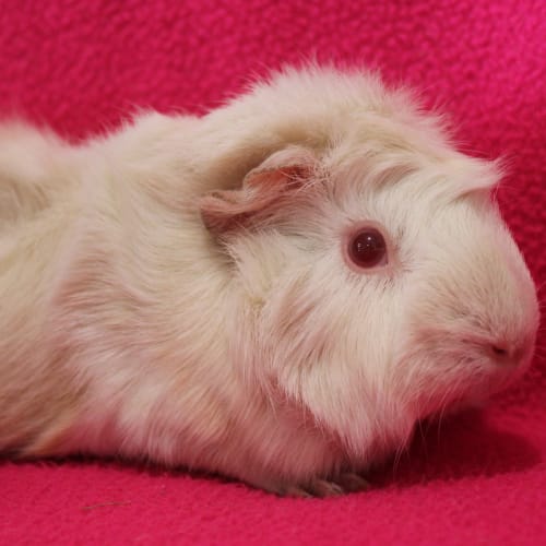 No photo for Cutie (Adopted)