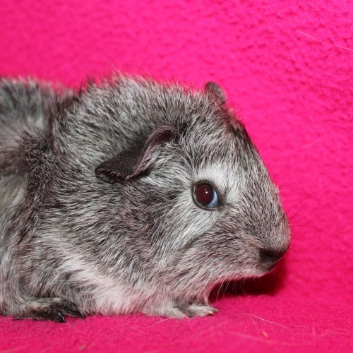 No photo for Chloe (Adopted)