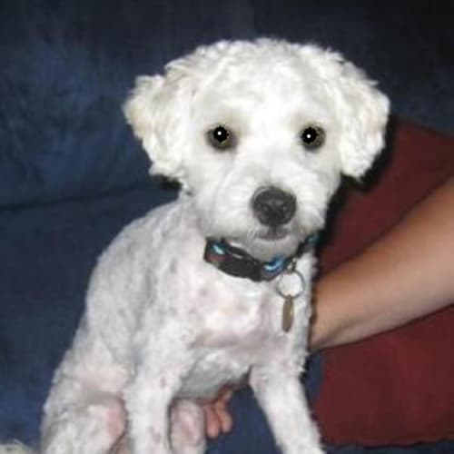Baxter