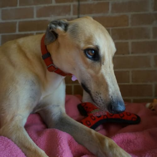 Rebel (On Trial Feb 2017)