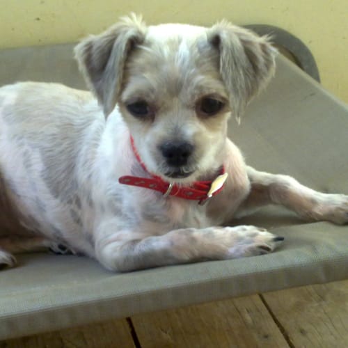 Rubi **On Adoption Trial**