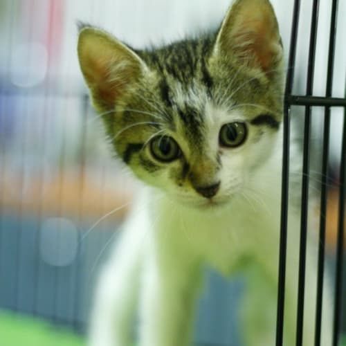 Kitten 3