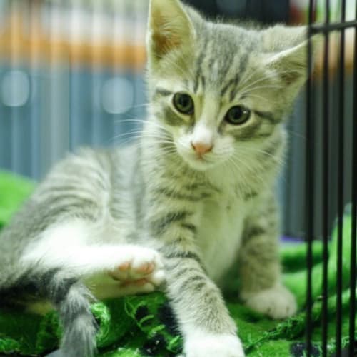 Kitten 2