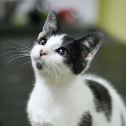 Kitten 5