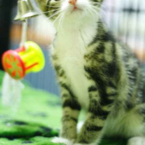 Kitten 4