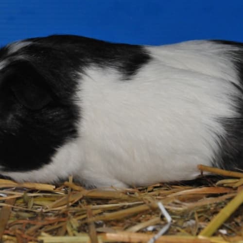 No photo for Daffodil