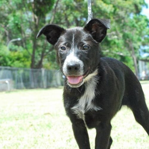 No photo for Kodi *On Trial Adoption*