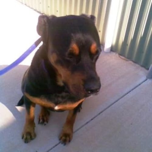 Rosa - Adoption Pending