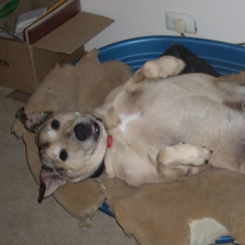 Dozer