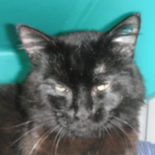 No photo for Mr Moochie