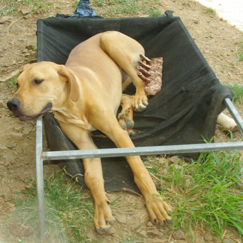 No photo for Scooby Doo *Adoption Pending*