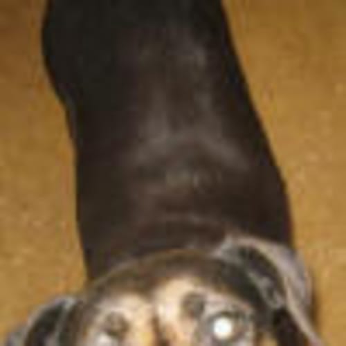 Urgent Has Till Cob Today Imp 6088