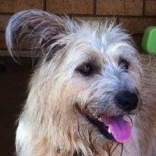 No photo for Diesel (D1122)*Adopted*