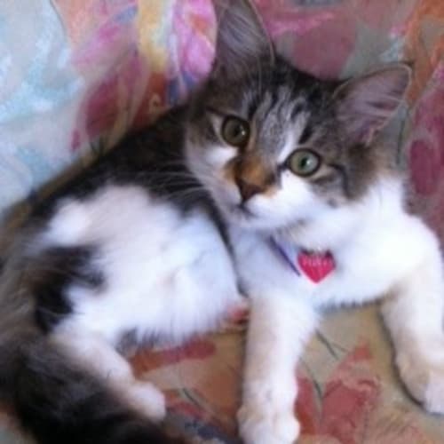No photo for Miss Fluffy   The Snugglepuss!*Adoption Pending*