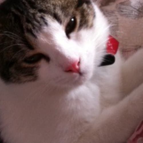 No photo for Jasper *Adoption Pending*