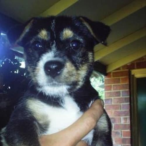 Puppies *Adopted*