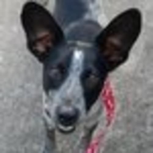No photo for Clover *On Trial Adoption*