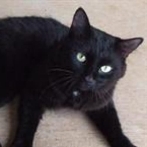 No photo for Zorro (C1581?) **Adopted**