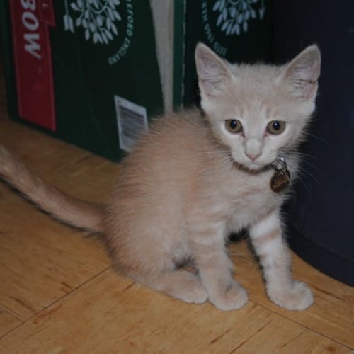 No photo for Blossom (Hc026) **Adopted**