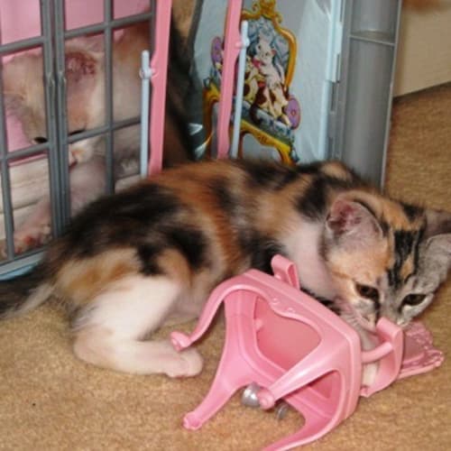 No photo for Calico On Trial