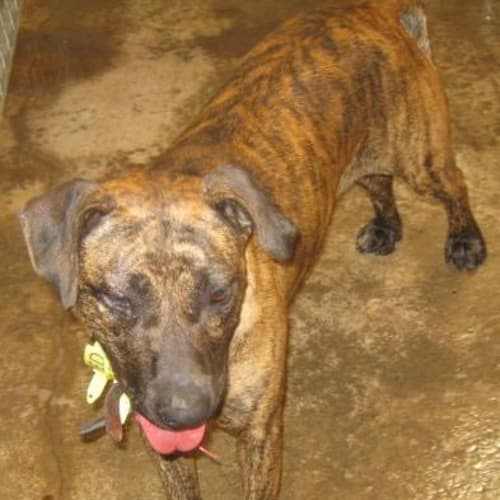 Precious Impound 747 Needs Help By Cob Today