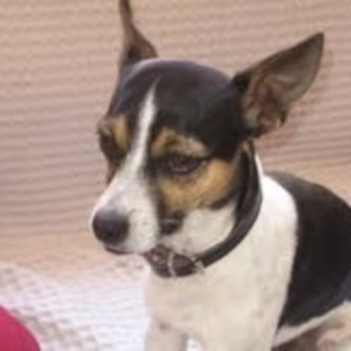 No photo for **Adoption Pending** Mikey