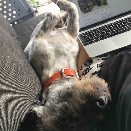Brutus