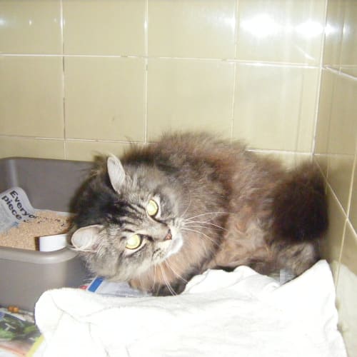 No photo for Jasper ($60 He Has Limited Time)