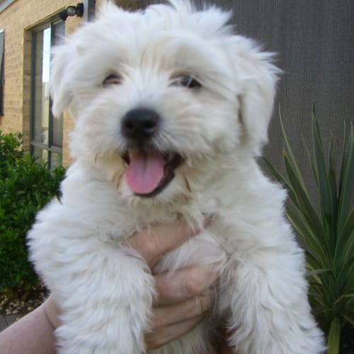 Carly *Adoption Pending*
