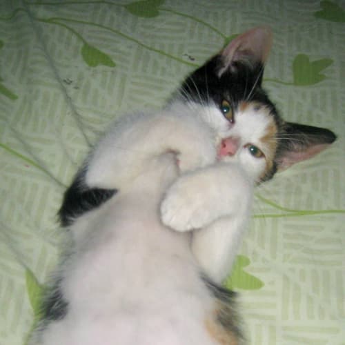 No photo for Bella Rae